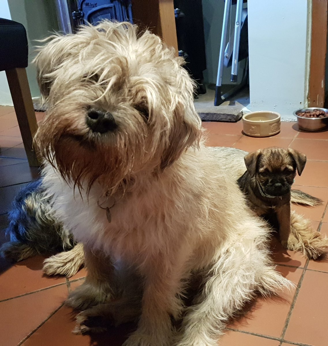 BorderRabble's tweet photo. So tonight our rabble of three became two.  Goodnight Tilly, thank you for being a great big sister for Pip and Daisy.  A Border terrier who hated baths, or being groomed and with such a gentle nature.  We will miss you x😞🌈💔 https://t.co/aAiy2xQI1b