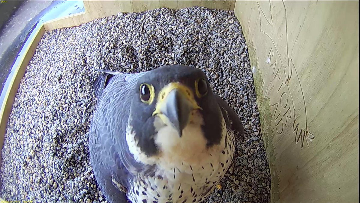 FaB Peregrines tweet media