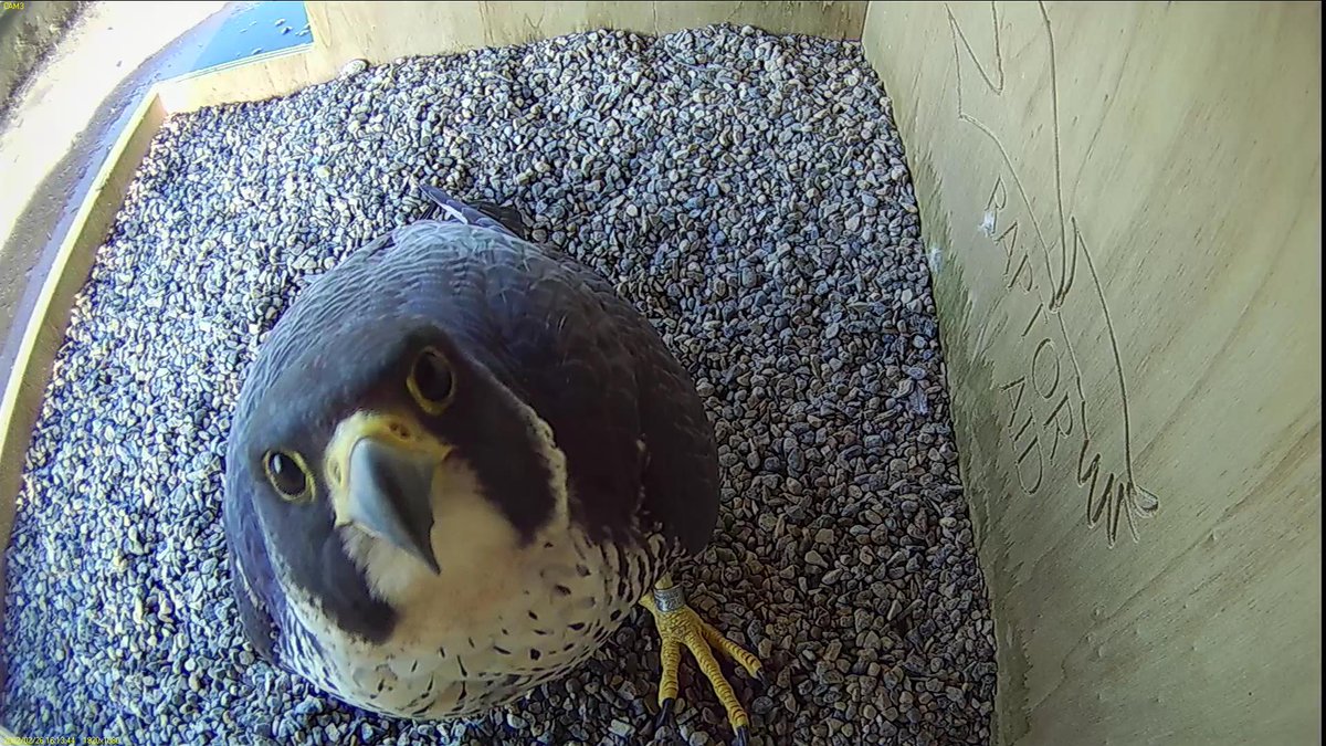FaB Peregrines tweet media