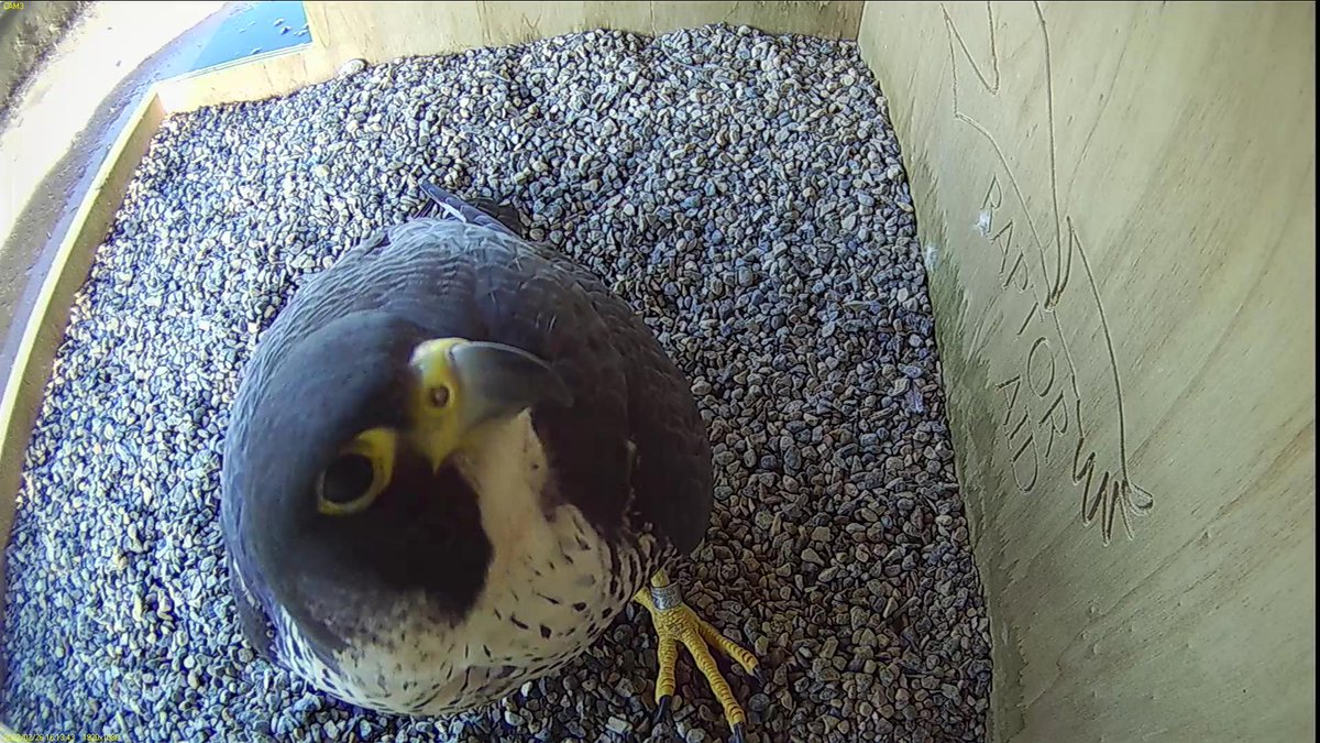 FaB Peregrines tweet media