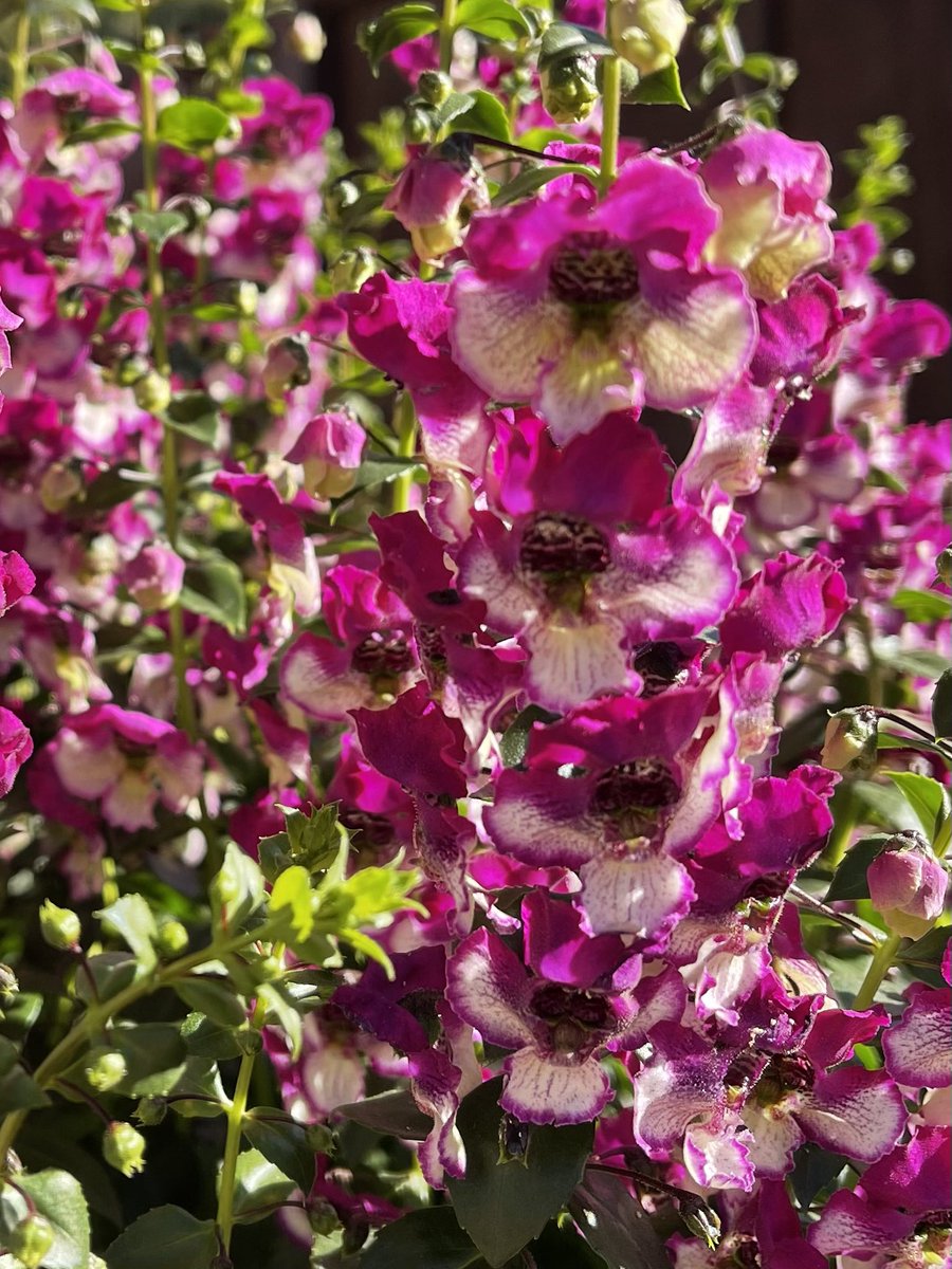 TanyaCBloomDiva's tweet photo. Outstanding performance throughout the summer NEW for 2023 AngelDance Fuchsia and Violet Bicolour are one of my favourite new introductions! A stunning bicoloured pollinator plant for your landscape or large containers @BallFloraPlant #pollinators #spring #bloomdiva #Flowers https://t.co/nbnsuvGNY1