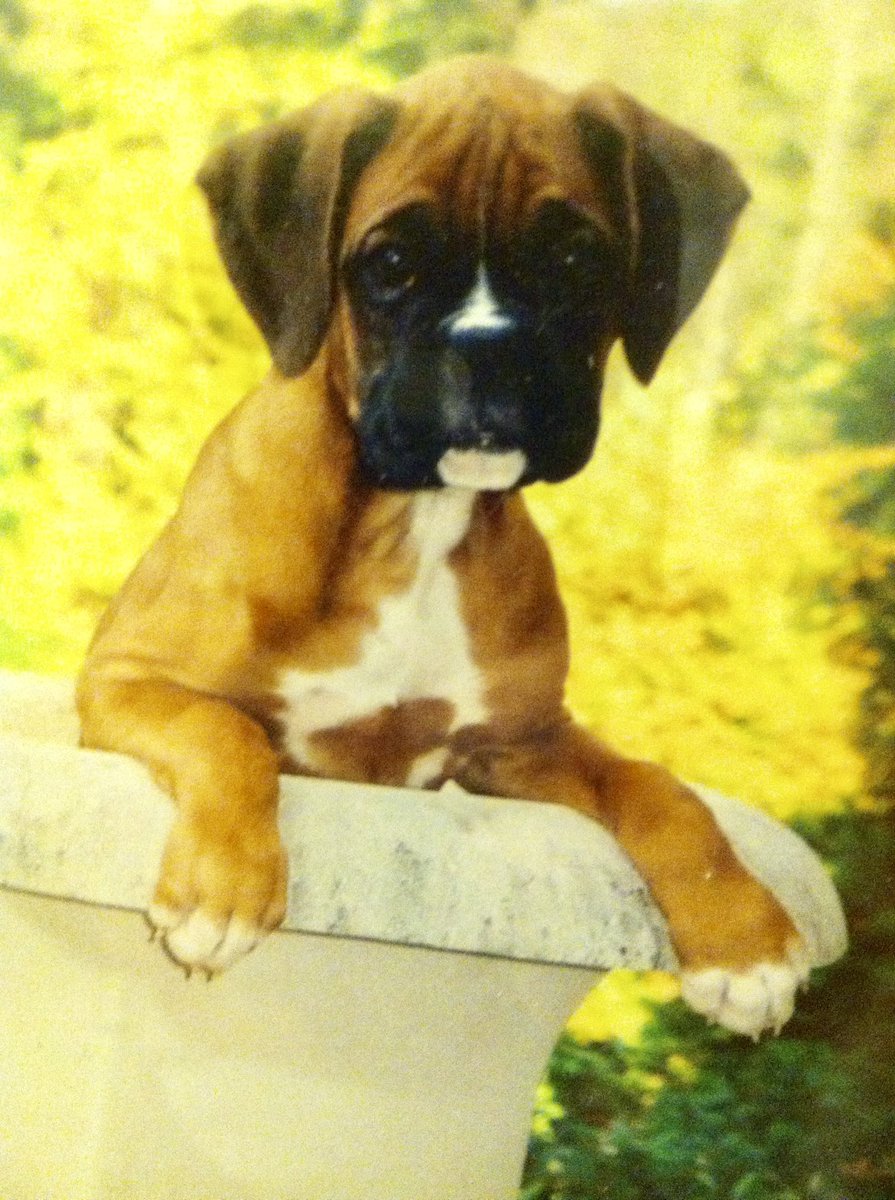 <a href="/BoxerBond/">Boxer Fan Page</a> 😎