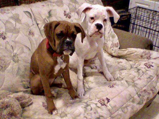 <a href="/BoxerBond/">Boxer Fan Page</a> 😎