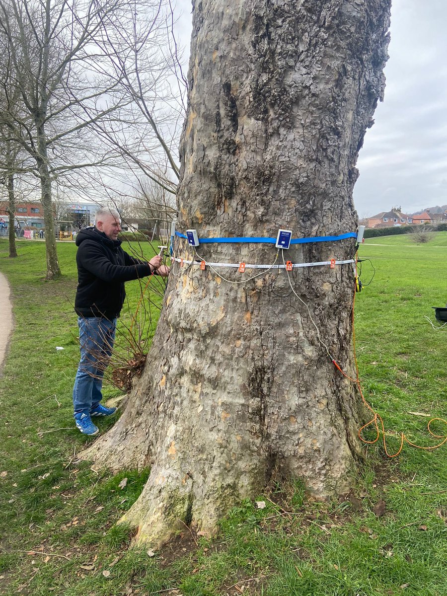 myerstrees's tweet image. Myers Tree Services now offering Picus decay detection