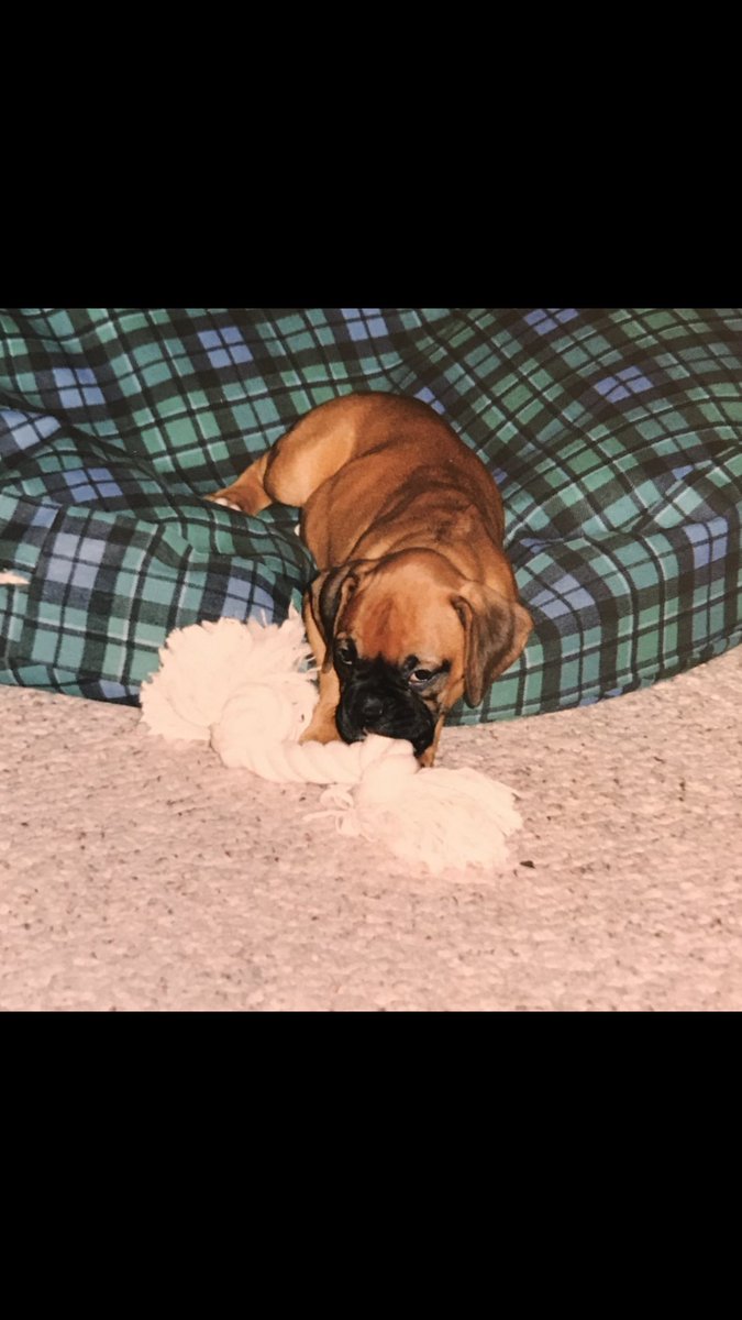 <a href="/BoxerBond/">Boxer Fan Page</a> 😎