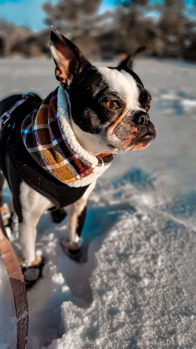 This one never made it to the gram but how cute is she in her little booties? 

#dogsoftwitter #twitterdogcommunity #bostonterrier #dogstyle