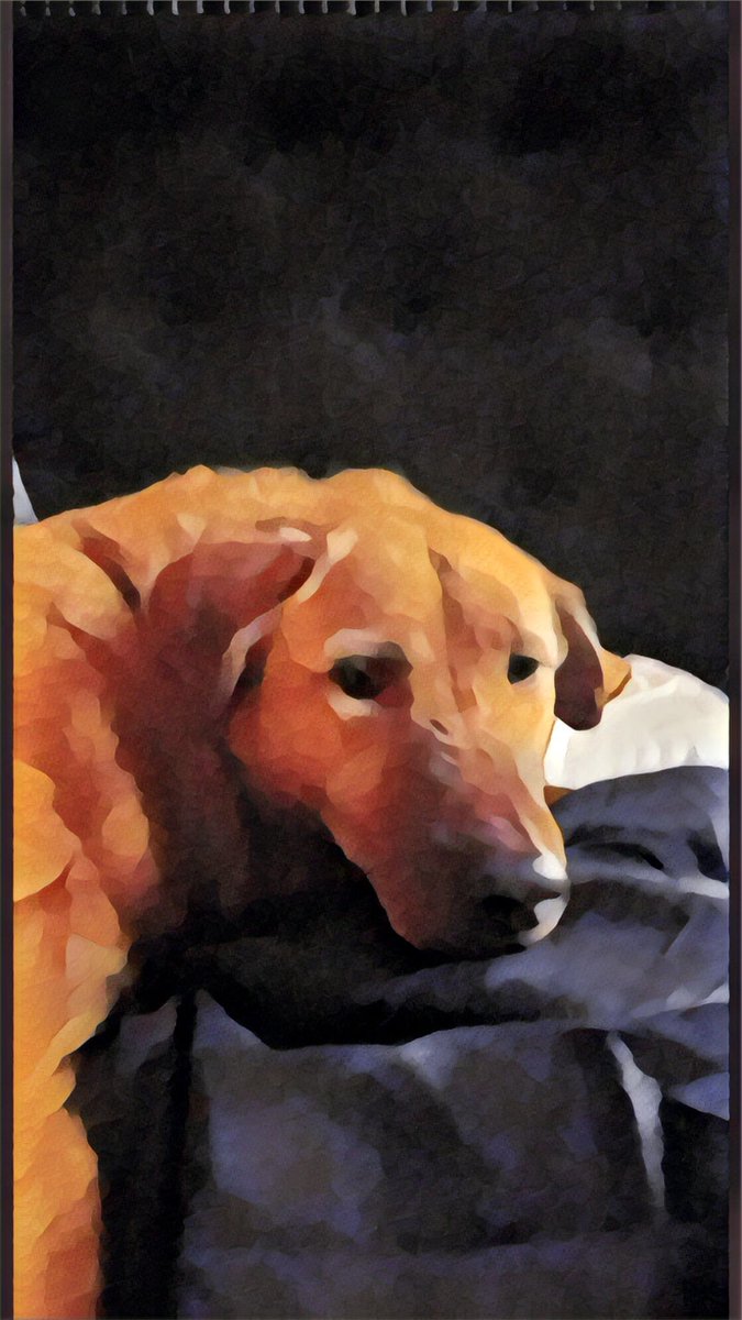 KaiGalang10's tweet photo. @DogsOfMandoX @CommanderShib Hope you like our magic! #DogsofMandoxFamily #LetsDogGood https://t.co/H12EakL2F9