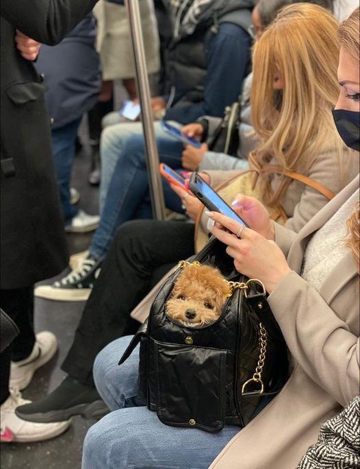 WeRateDogs tweet media