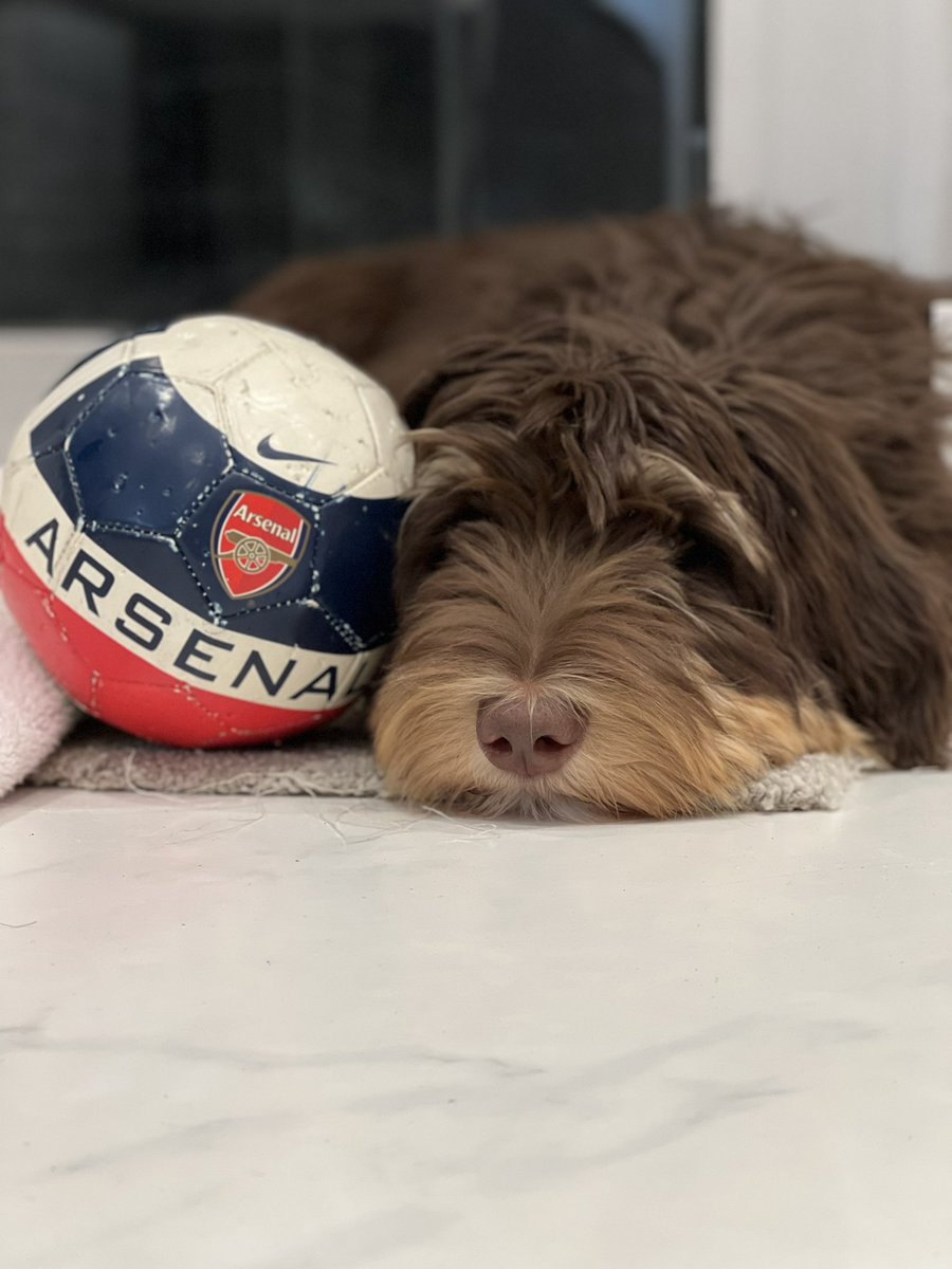 Another <a href="/Arsenal/">Arsenal</a> fan in the family! Zeph’s a Gooner duh duh duh duh!!