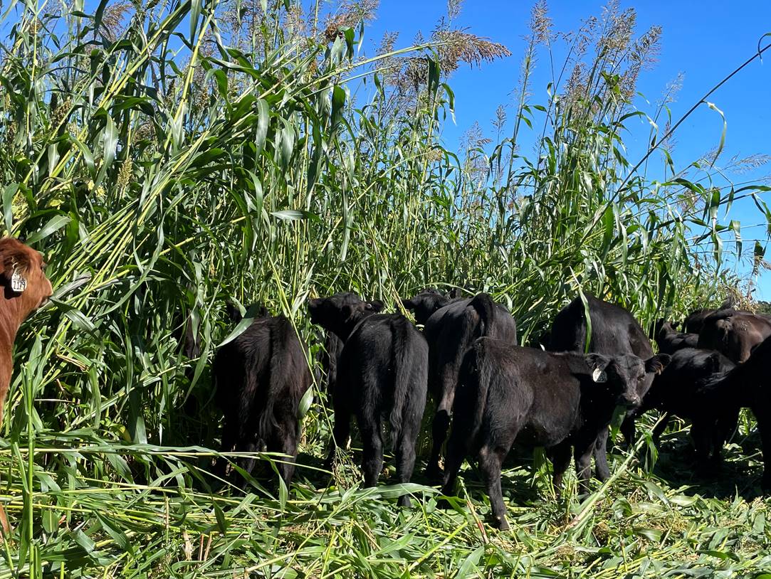 BrowningSeed's tweet photo. Had a customer from Pennsylvania send us pictures of his sorghum-sudangrass cover crop pasture from this past fall! He also put out a video of his cover cropping practices &amp; I would highly recommend checking it out! 
https://t.co/ombdR7ixoi
PC: Russ Wilson-Wilson Land and Cattle https://t.co/84NN9ifjBx