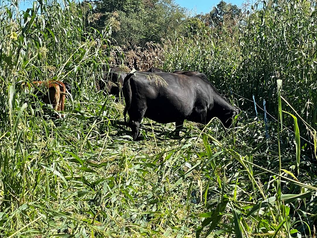 BrowningSeed's tweet photo. Had a customer from Pennsylvania send us pictures of his sorghum-sudangrass cover crop pasture from this past fall! He also put out a video of his cover cropping practices &amp; I would highly recommend checking it out! 
https://t.co/ombdR7ixoi
PC: Russ Wilson-Wilson Land and Cattle https://t.co/84NN9ifjBx