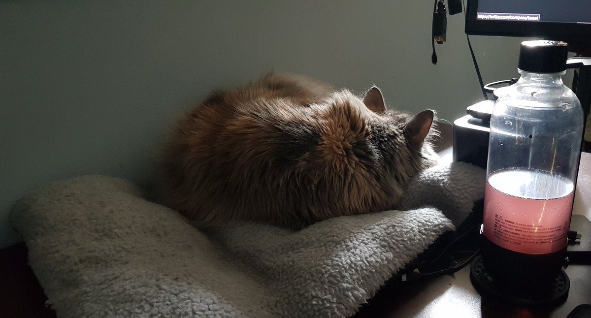Daymian_A's tweet photo. CAT UPDATE: She be chilling. https://t.co/DFWDi5Leue