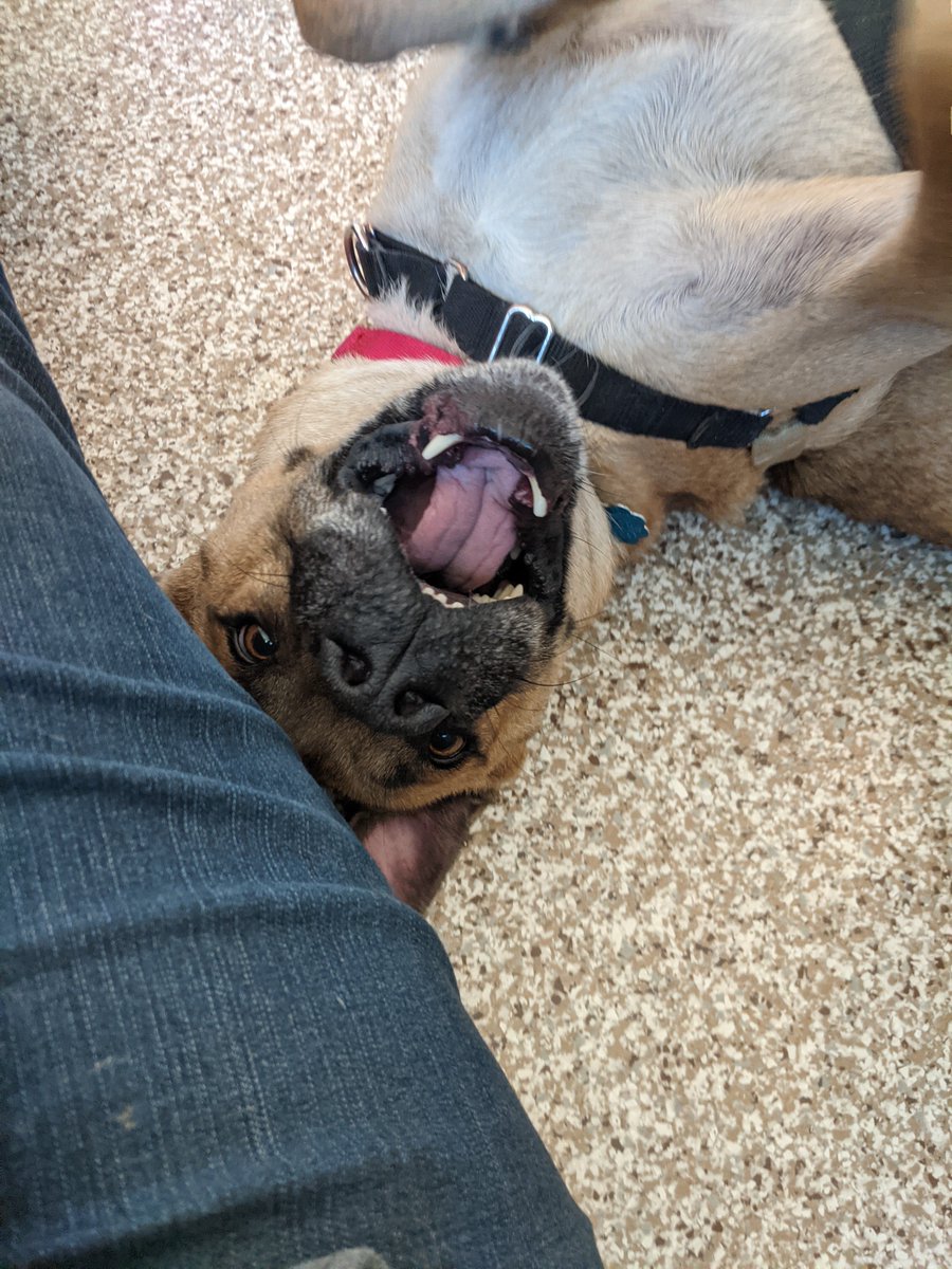 HumaneBoulder's tweet photo. Happy Tuesday, From Leo 🙃 ❤ Come see this sweet guy today! https://t.co/4oUKgdQaBL #HSBV #Adopt #dogsoftwitter #Dogs #AnimalShelter #HumaneSociety https://t.co/X5Mea1U9wy