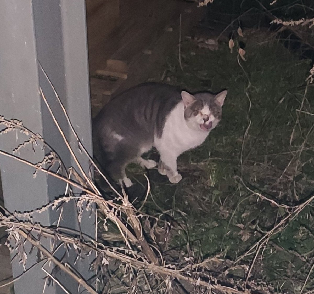 BoubaCie's tweet photo. Toujours impossible de trapper un #chatmalade sur le #chatipi @onevoiceanimal à cause d'une vieille "folle" ( anti-stérilisation ) qui nourri à proxi alors qu'elle sait qu'un chat a besoin de soins
Marre..... https://t.co/FBGbgfqycI