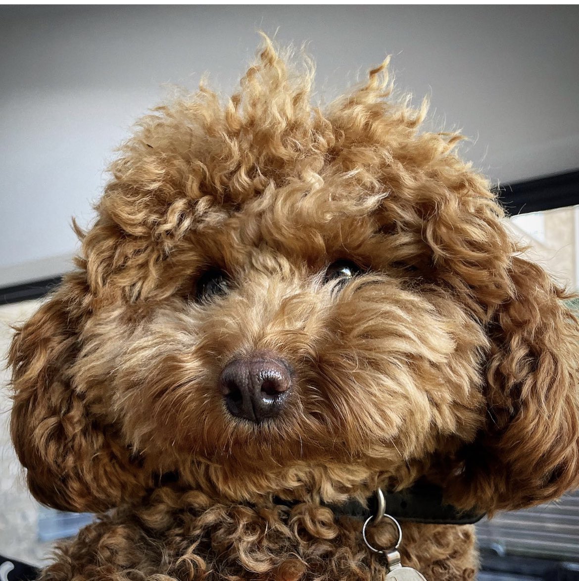 Betty, #maltipoo #, 1. Cheeks of a hamster, soul of a wizard and mind of an MP who simply “fell in love”
.
#matthancock #mppayrisesthough #lockdown #loveislove