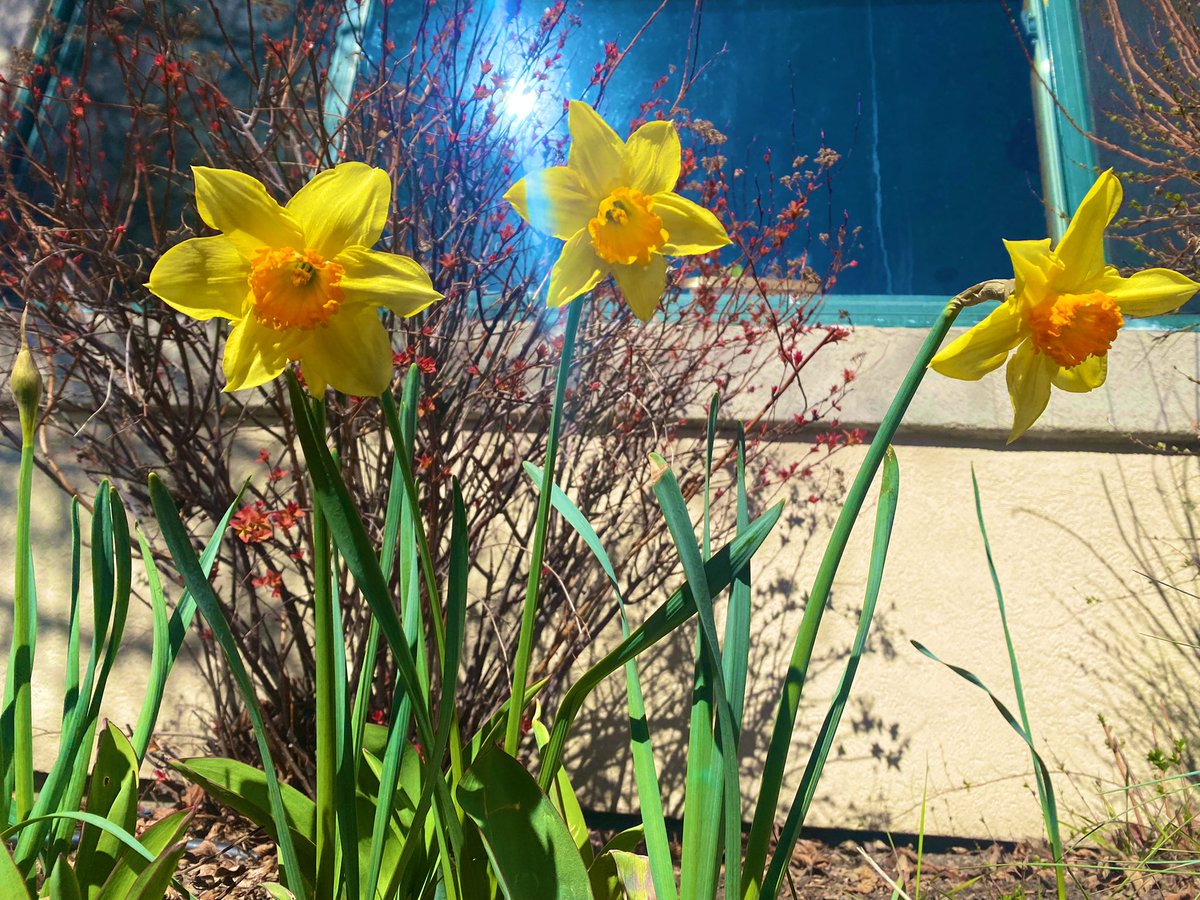 tinypeppa's tweet photo. I love seeing the wildflowers pop up! First ones of 2022 🌸🌷(also an excuse to practice my photography on my lunch break) #springcrocus #Crocusvernus #wilddaffodil #Narcissuspsuedonarcissus https://t.co/PM5UYj4gX7
