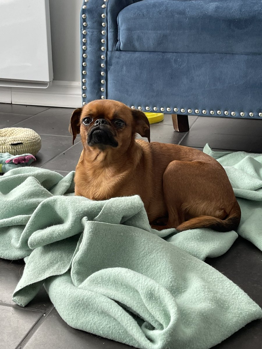 Here’s my little croissant loaf! 🥐🍞 How cute is she ?! 

#dogsoftwitter #DogsofTwittter #dogtwittercommunity #dogs