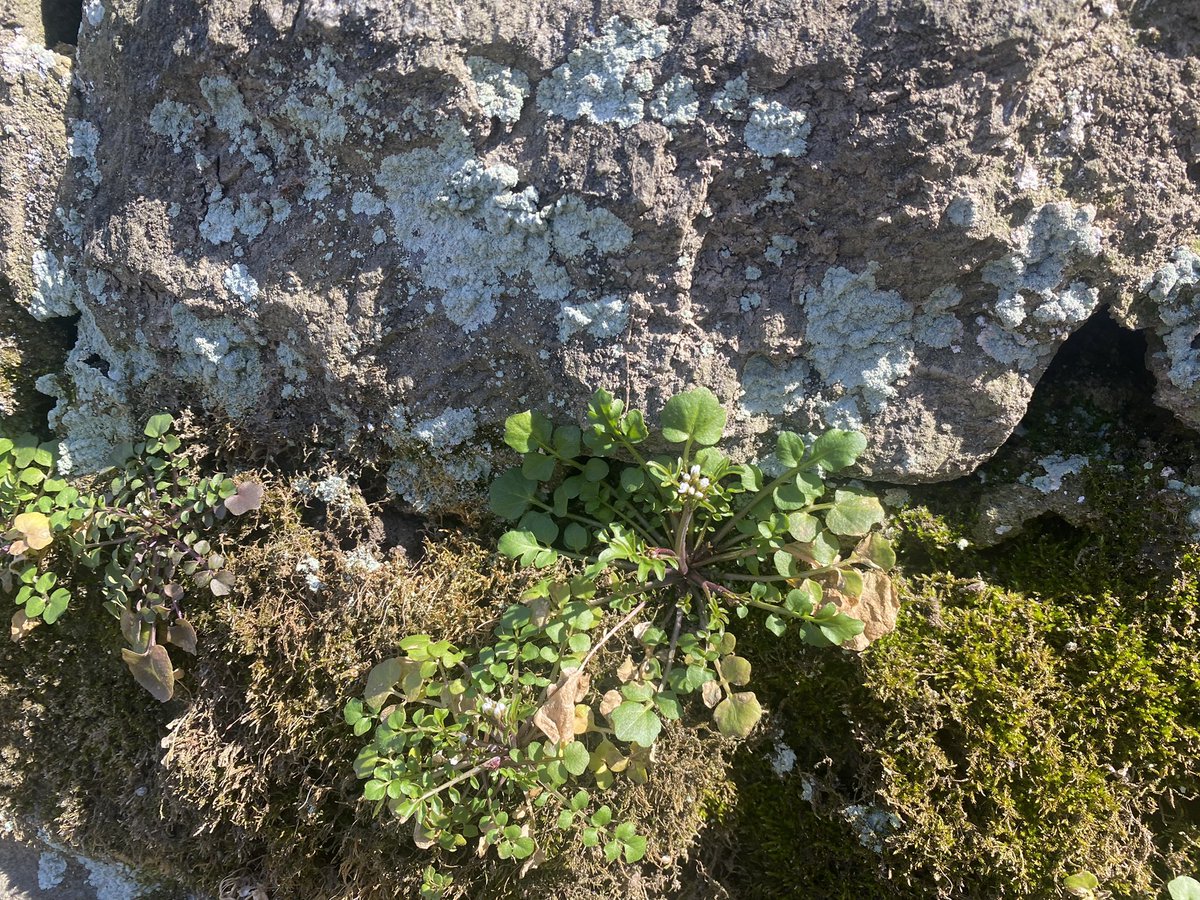 Adrian Higgins tweet media