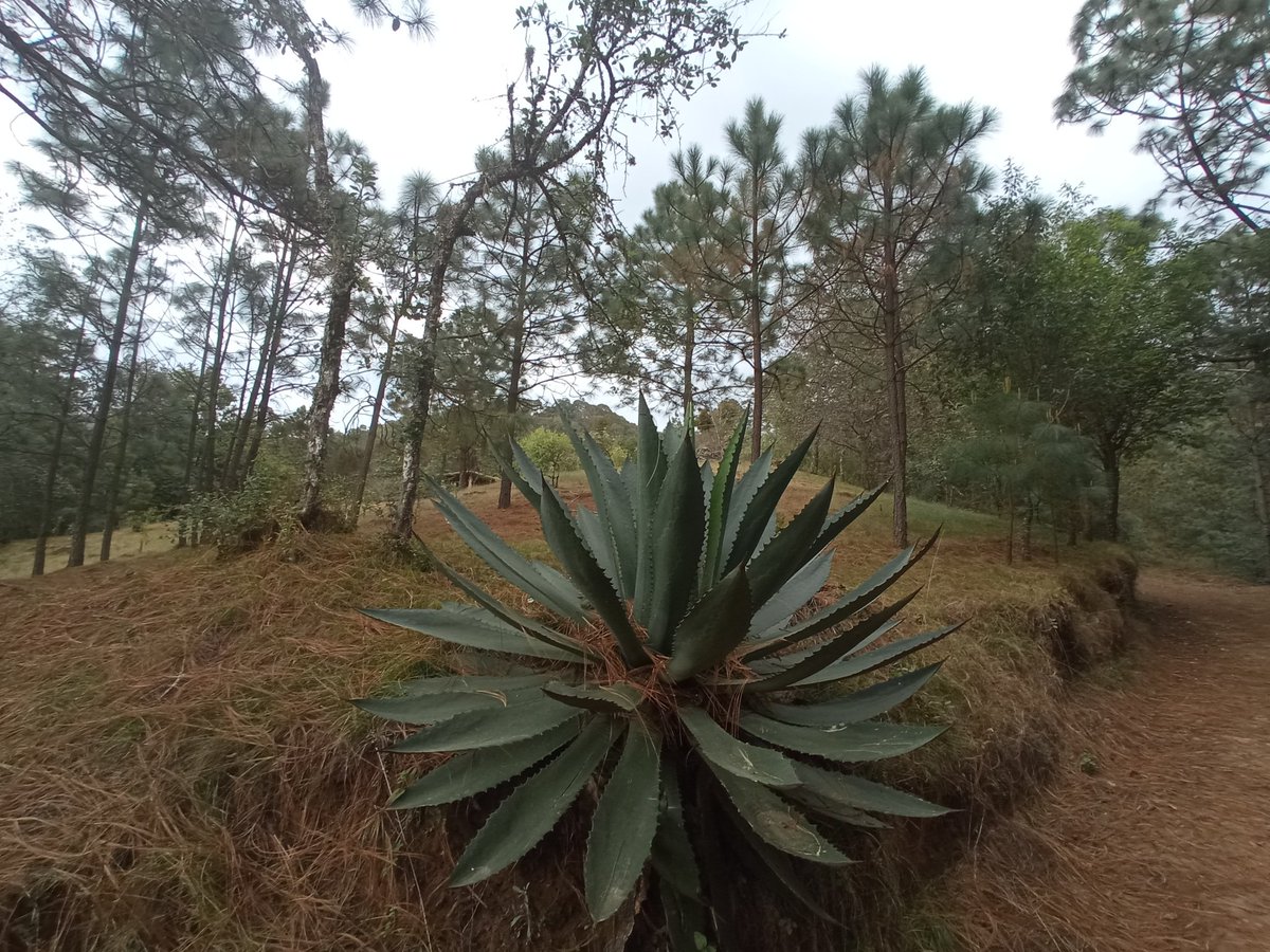 Ecoaventurate's tweet photo. 🐞🦔🦉Desde nuestro campamento damos la bienvenida al mes de Marzo, la primavera nos acecha. 🌲☀️🌿 #lavidaalairelibreesmejor #canyoncampmx #nature #forest https://t.co/GGsEQFDlCs