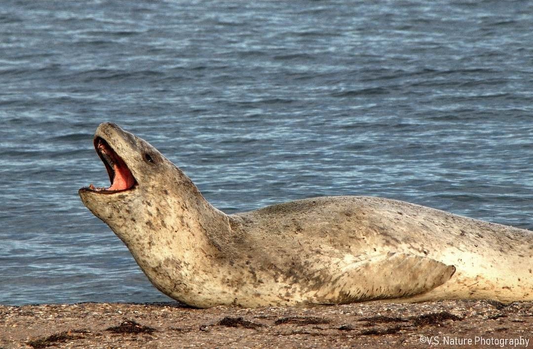 A short natural history note on some vagrant seals seen by <a href="/KarinaSorrell/">Karina Sorrell</a> and myself in <a href="/ESAFrontiers/">Frontiers in Ecology and the Environment</a> EcoPics 🌊

Some great memories of the elephant seal shared with <a href="/Sarah1Lena/">Sarah-Lena Reinhold</a>, and of the leopard seal with <a href="/BFrancischelli/">Ben Francischelli</a> <a href="/Palaeo_JRule/">Dr James Rule</a> 

doi.org/10.1002/fee.24…