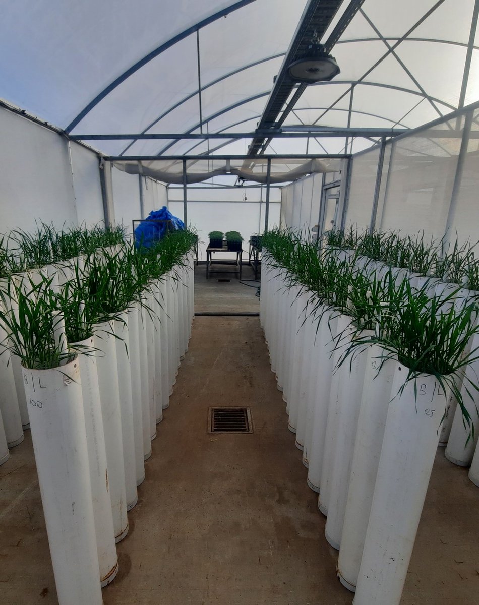 Nitrogen impacts on crown-rot and implications for management. Mitch Buster from @NSWDPI_AGRONOMY reports on his research. #GRDCUpdates. Paper:  bit.ly/3rpwlEo