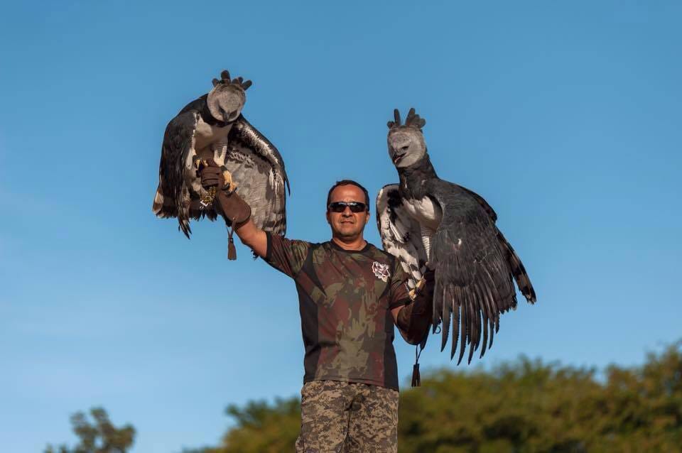 Photos Of Huge Harpy Eagle Go Viral, Internet Asks If This Is A Bird Or A Man Dr