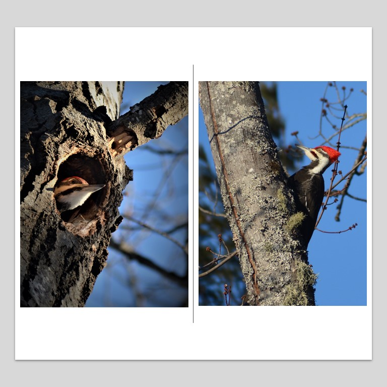 LindseyRustad's tweet photo. Did you know that #PileatedWoodpeckers ( (Dryocopus pileatus) mate for life? Now THATS commitment! I'll be keeping an eye on this pair that share the forest with me!
#naturewatch #mainebirding #mainebirds #betteroutside #TuesdayTrivia https://t.co/g1NALndZzm