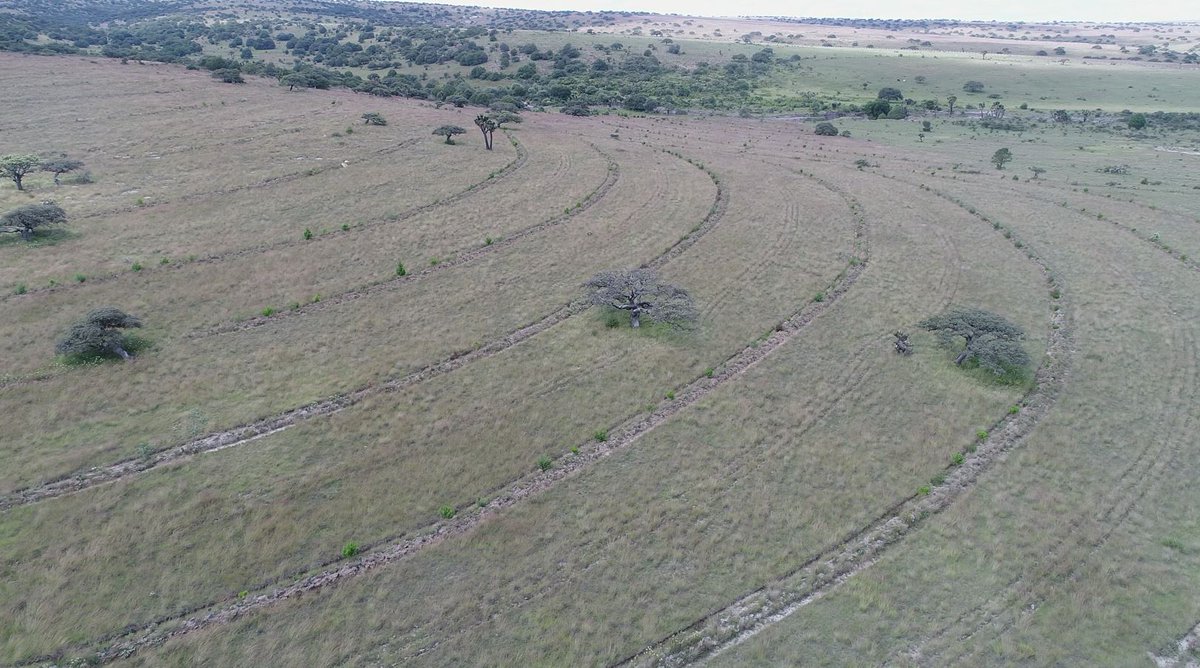CONAFOR's tweet photo. 😎Tres datos sobre los suelos 🌎

1⃣ Contienen más carbono que la vegetación 🌳 y la atmósfera 🌍

2⃣ Su captura de carbono 🤲reduce la liberación a la atmósfera como CO2🚗

3⃣ El carbono que almacena es estable, pues lleva tiempo liberase, algo que no sucede con la vegetación. https://t.co/GcTzUIyiws