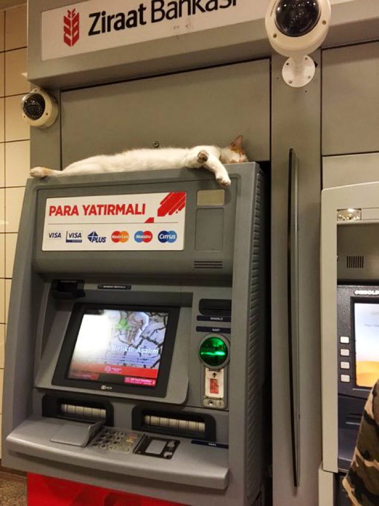 Bodegacats_'s tweet photo. 📷 @akcaymerv https://t.co/CVSjoy1THR
