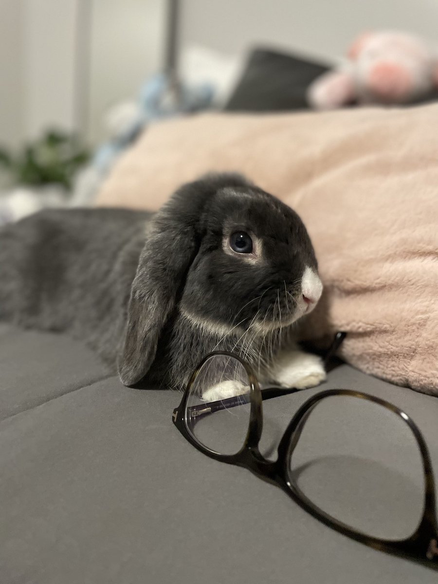 Blu The Holland Lop Bunny tweet media