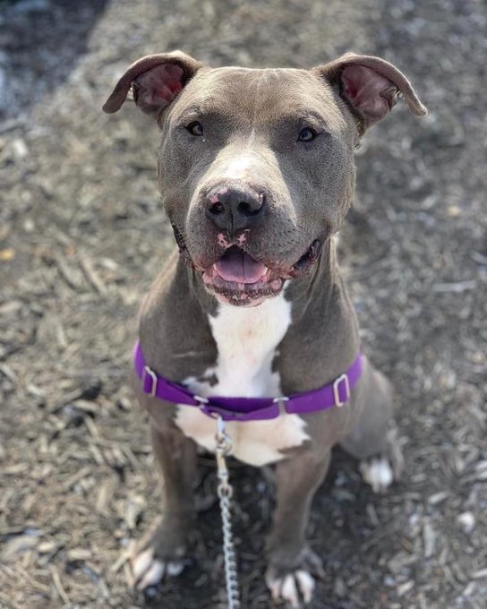OMG! How adorable is this guy?
RT <a href="/GreatPlainsSPCA/">Great Plains SPCA</a>
Big lovable lug Ted. 🖤