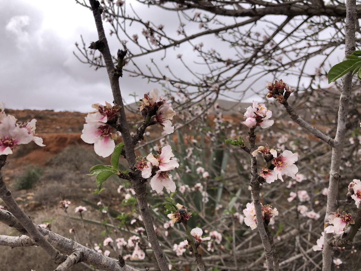 Bienvenido marzo.
Mes de la primavera y de la luz.