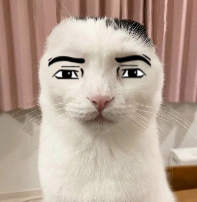 serious cat man face meme pfp