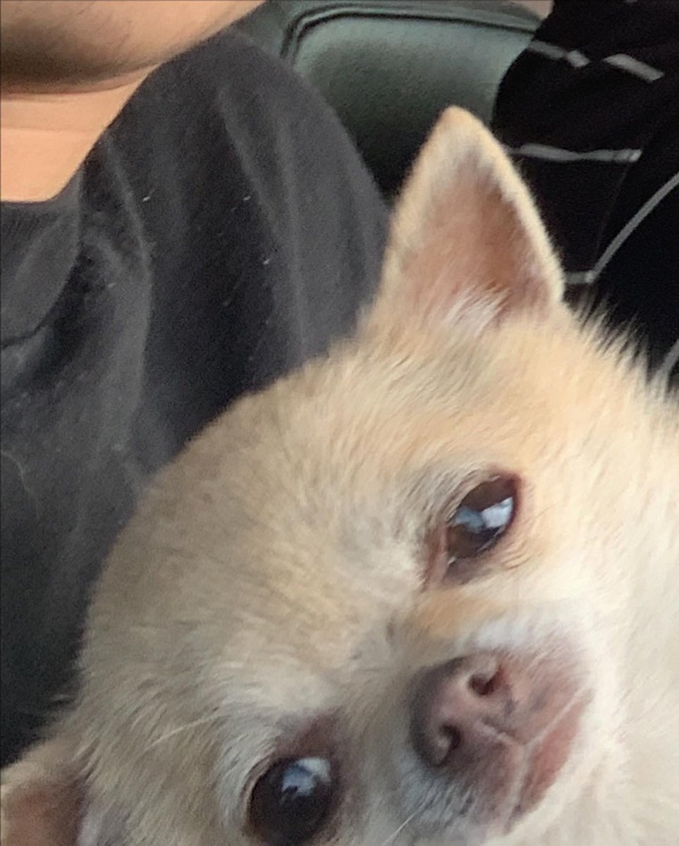 my dog