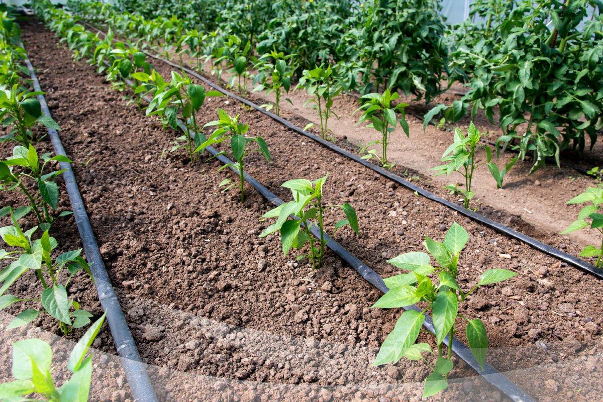 El sistema de riego por goteo es muy funcional en todo tipo de terreno. En México ya se usa en una gran variedad de cultivos y es una solución de gran alcance para combatir la sequía que últimamente azota grandes áreas del país.