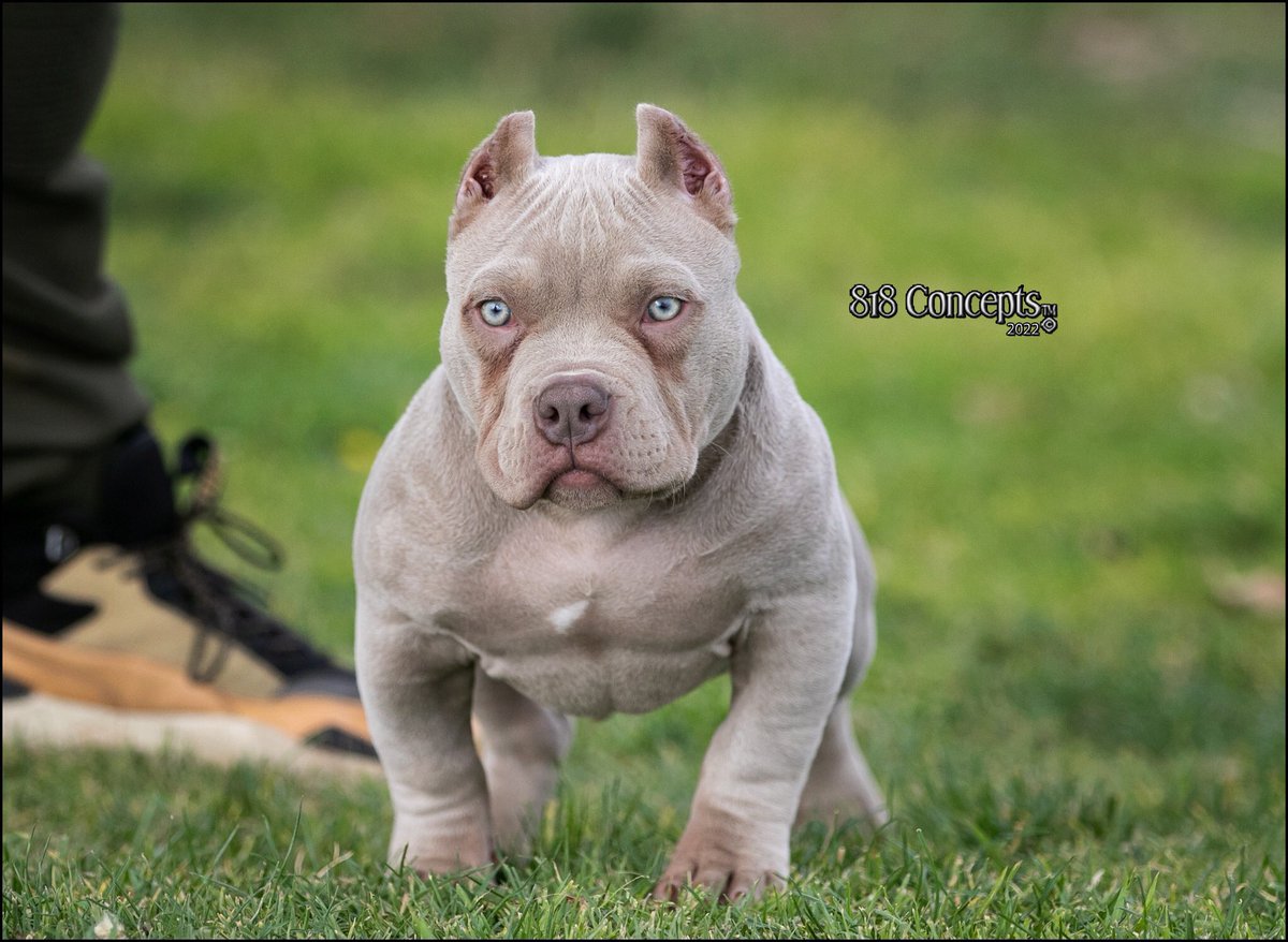 818 Concepts tweet media