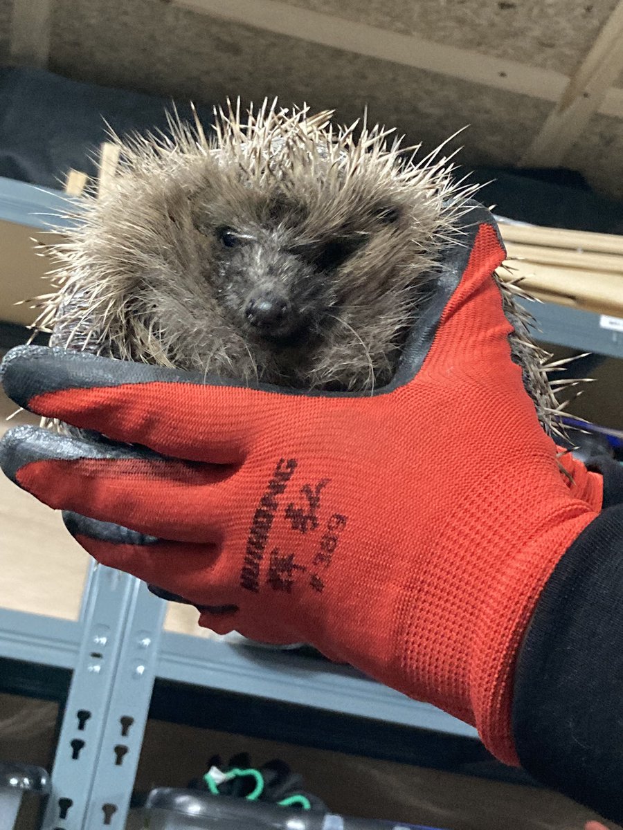 Hunny Ladies Circle tweet media