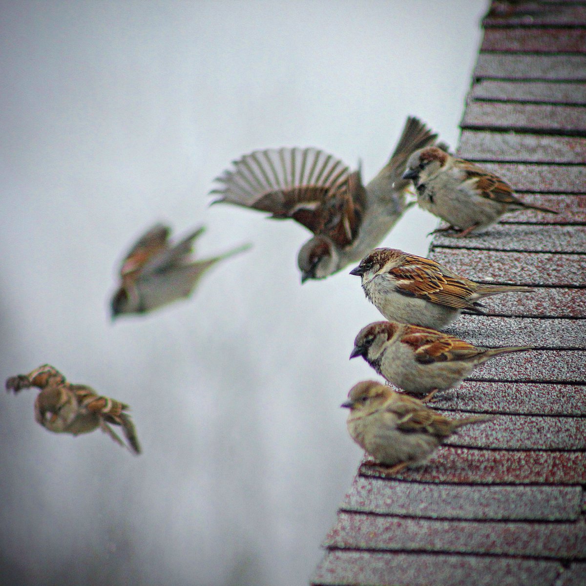 KatTheGreenEye's tweet photo. 💙Admire their talents💙
🌎🕊
#sparrows #yardbirds #justoutside #birdsnearyou #feedthebirds
Photography by Kat 😻🍀
Edit by @robert_suchy https://t.co/ooOaSRpu5G