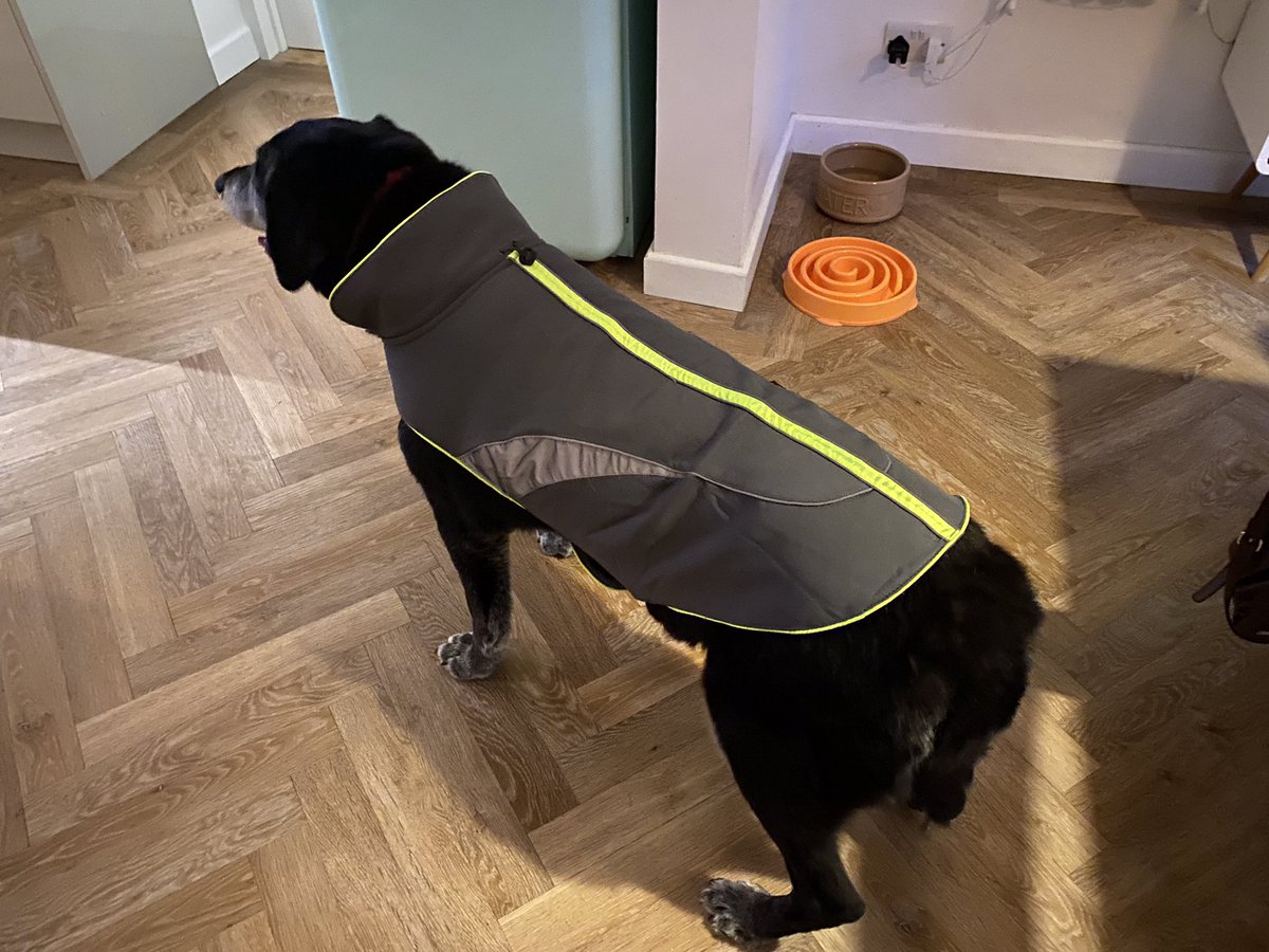 My Mum bought me a new coat, it’s reflective as well….

Whatever that means 🤯🤯🤯

😂😂 
#DogsofTwittter