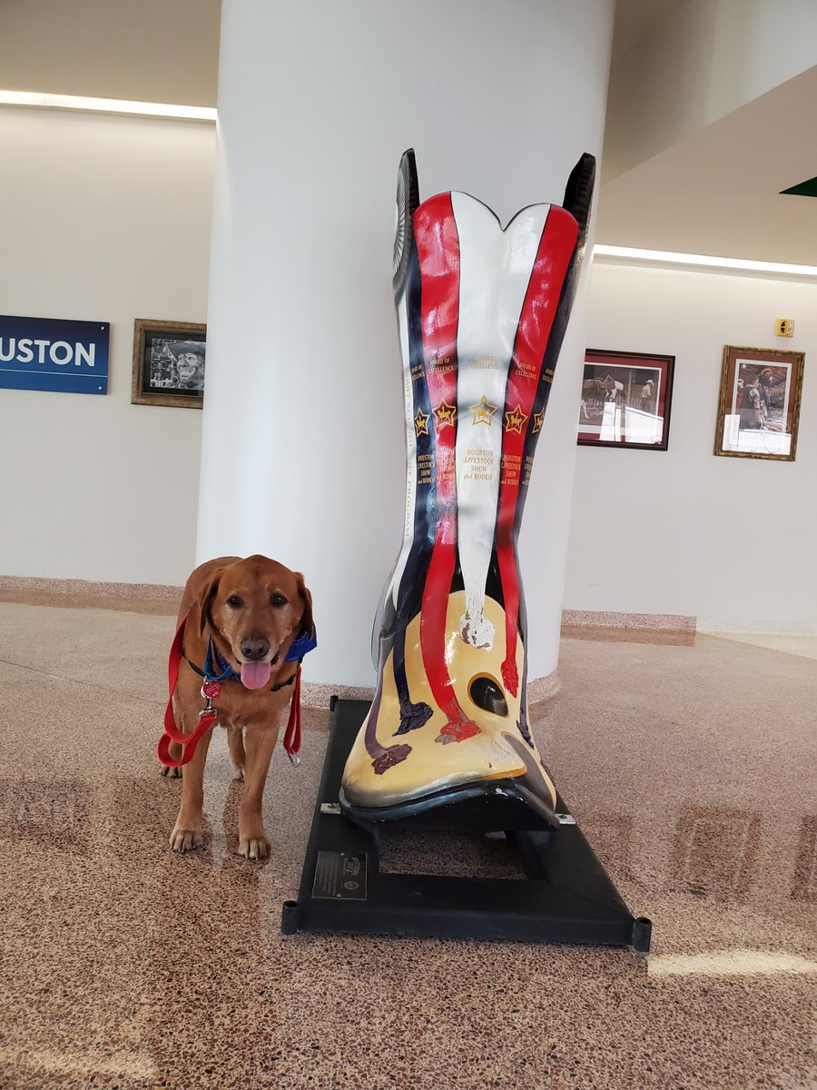 ellaghica's tweet photo. Ms Brandy and Mr Shotgun made lots of friends today in our airport terminals at #IAH #houstonfriendly #RodeoHouston @APTherapyDogs https://t.co/8hYNBRehhB