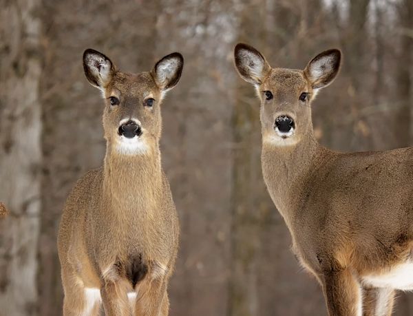 FishWildlifeON's tweet photo. Attention hunters!
The Ontario antlerless deer draw is now open. Hunters may apply to the big game draws online, over the phone, or in person. Find out more information at https://t.co/ZfLmhlkM8f
Good luck to everyone!
#HuntOntario #HuntSafeON #FishandWildlife #Hunt #DeerDraw https://t.co/wCbAFtJswl