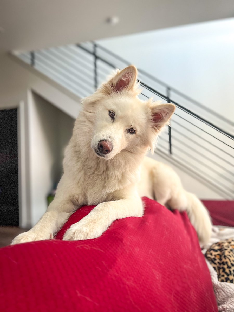 How did I get an angel for a puppy? 

#twitterdogcommunity #twitterdogs #dogsoftwitter #headtilt