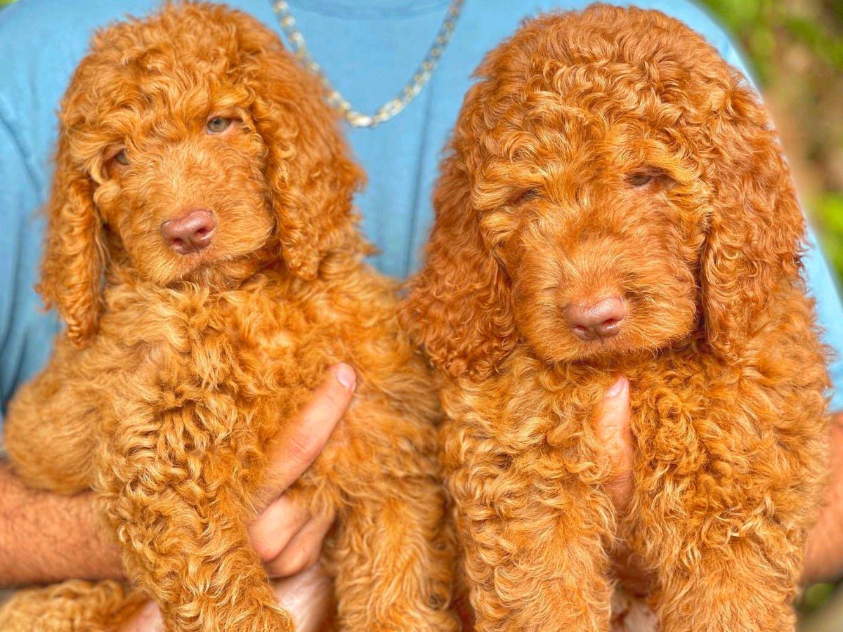 We love Red 🎈🐶❤️ and you? So adorable 🥰 puppies green eyes girls. “The puppy breeder that accepts crypto”
#goldendoodles #goldendoodlesofinstagram #goldendoodlepuppy #goldendoodle #goldendoodlelife #dogsofinstagram #dogoftheday #puppylove
