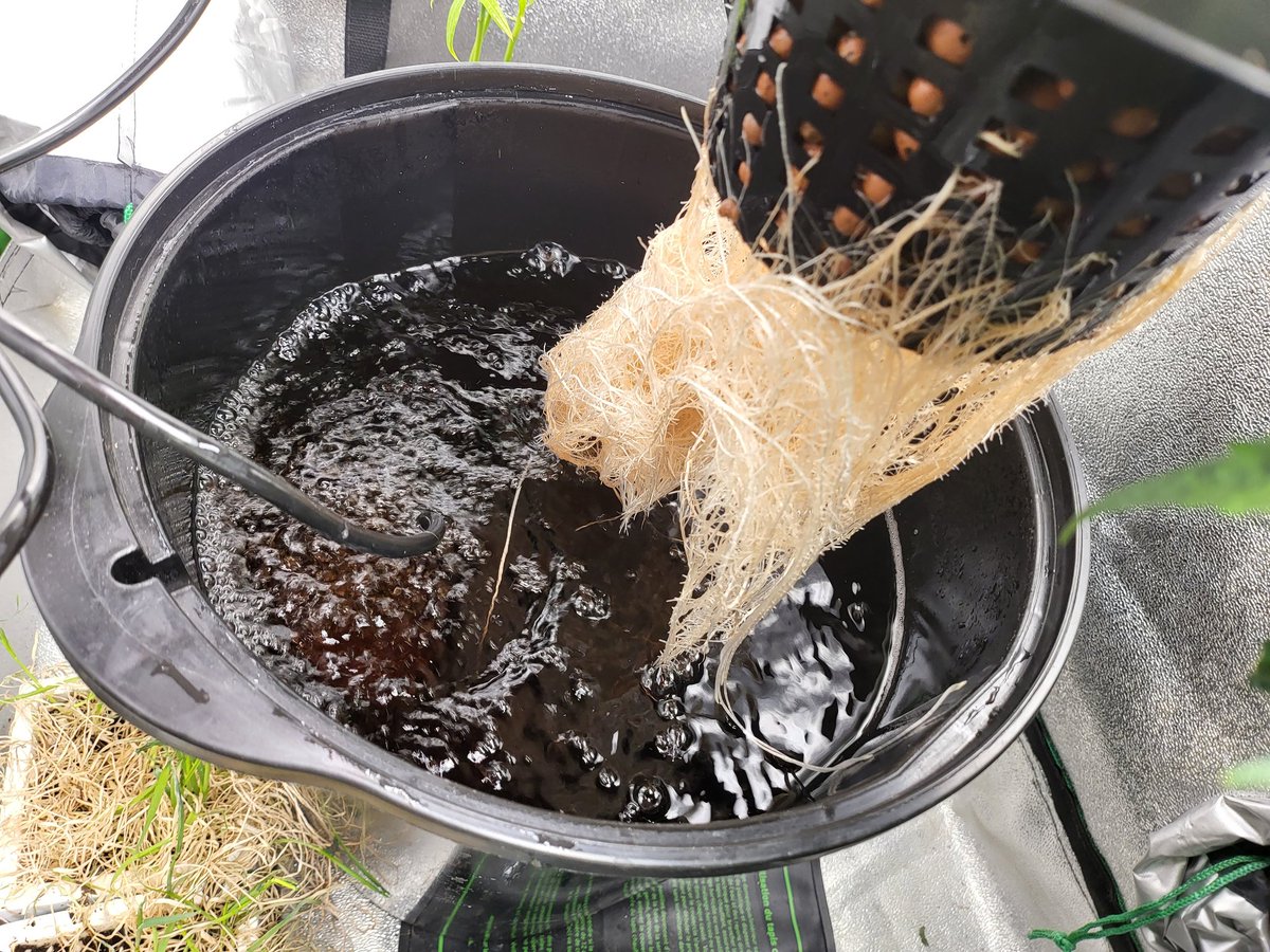 WBoH2020's tweet image. Week 8 of veg with the Boss Hog 🐗X Chocolate Rain 🌧 and 5 for the Perfect Circle from @irvineseedco @IrvineSeed @iAMJeremiahWeed #CannabisCommunity #mmj #rootcheck