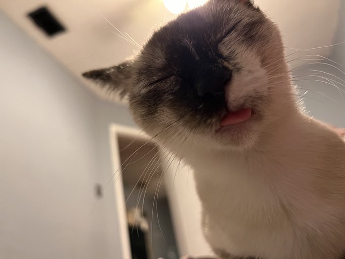 My little bean is getting spayed tomorrow! If anyone feels like sending tips for surgery/cute onesies