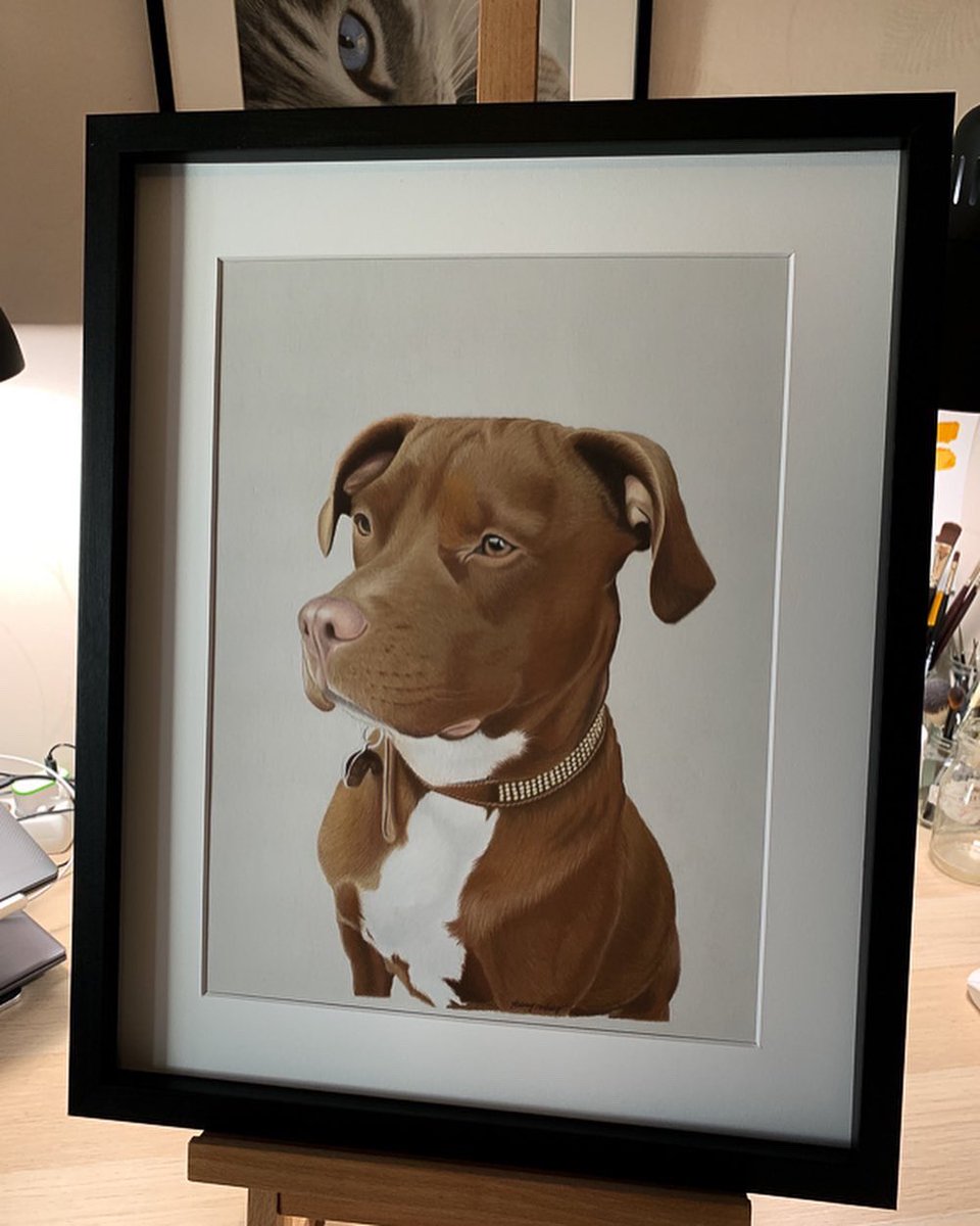 Chica

Commission portrait 
Pastel pencils on Pastelmat paper 30 x 40 cm

#fineart #art #petportrait #pastelportrait #amstaff #amstafflove #brittany #brittanyspaniel #commission #pastelpencils #fabercastell #pittpastel #derwent #pastelmat