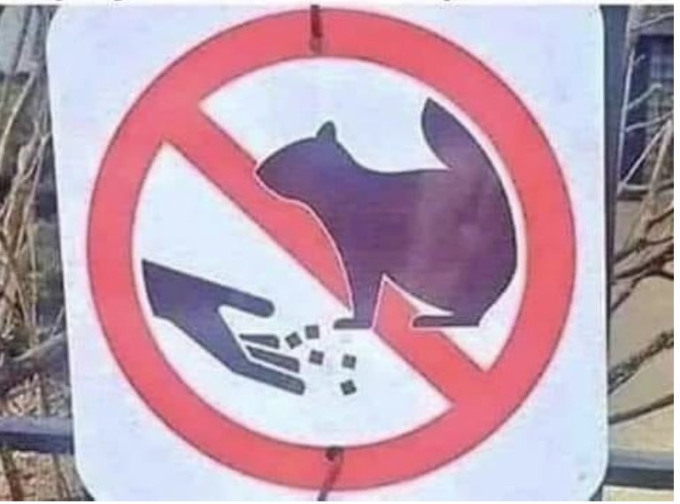 Vlo_Avlasa_Bo's tweet photo. I’m sorry, I thought this was America! 

I will play kugelach with as many squirrels as I want, thank you very much https://t.co/J1CYk3lmhi