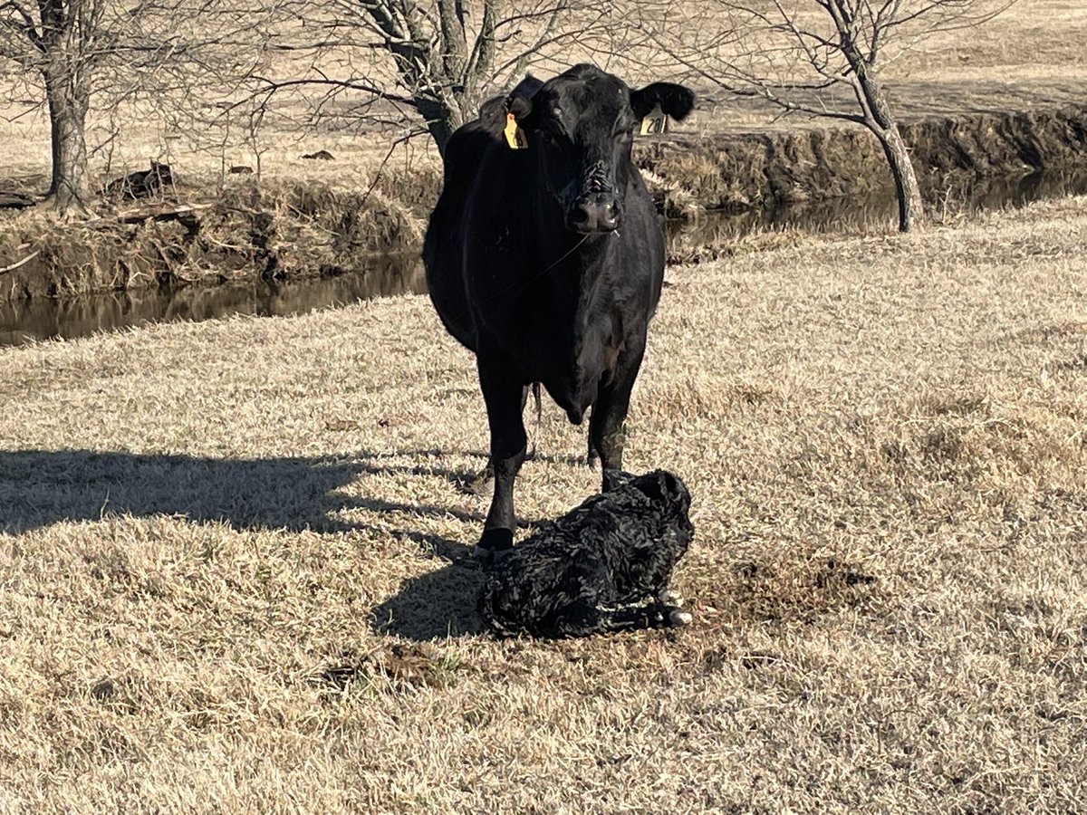 The way I love to find them!  #springcalving