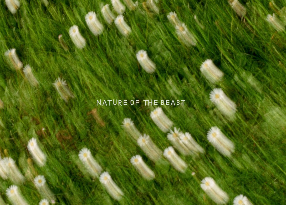 more__studio's tweet image. New ✨! Label design and art direction for Beechworth based wunderkind winemaker Phoebe Grant and her Nature of the Beast wine label.