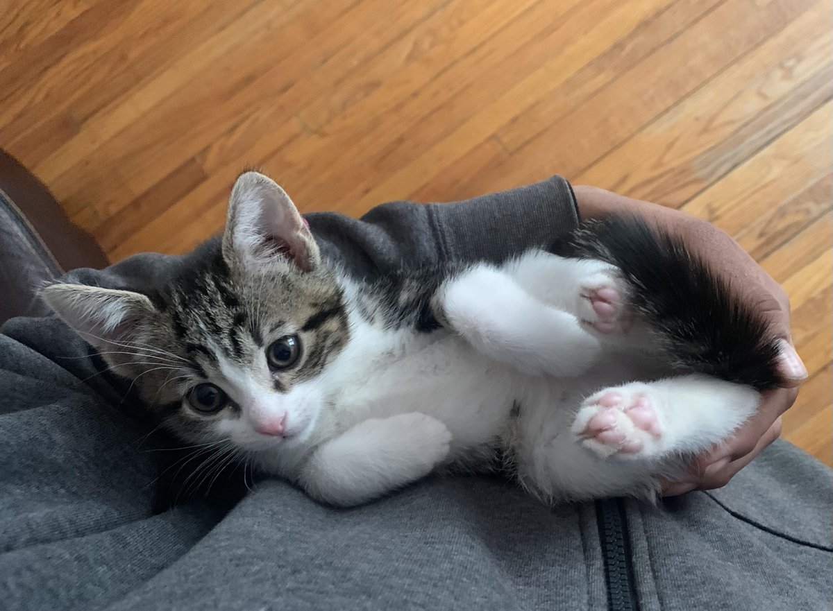 невероятно мило. гакман зверьки. котик лайк. писко золотая британская шиншилла. милые истории про котят.